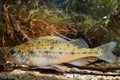 Eurasian ruffe, Gymnocephalus cernua, ruffe or pope, small freshwater predator fish, side view in European river biotope aqua