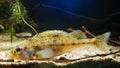 Eurasian ruffe, Gymnocephalus cernua, ruffe or pope, small freshwater predator fish, closeup view in European river biotope aqua