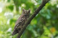 Eurasian Scops Owl Royalty Free Stock Photo