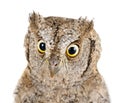 Eurasian scops owl