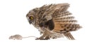 Eurasian Scops-owl looking at a mouse Royalty Free Stock Photo