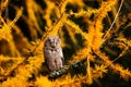 Eurasian scops owl