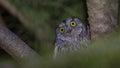 Eurasian Scops Owl at Night Looking Surprised