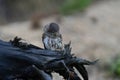 Eurasian scops owl Otus scops beautiful little owl sits on a broken branch.