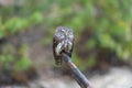 Eurasian scops owl Otus scops beautiful little owl sits on a broken branch.