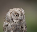 Eurasian scops owl Otus scops with big eyes portrait
