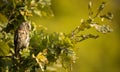 Eurasian scops owl