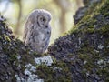 Eurasian scops owl Otus scops on a tree in the forest