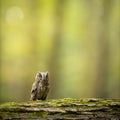 Small scops owl on a branch in autumnal forest Royalty Free Stock Photo
