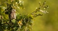 Small scops owl on a branch in autumnal forest Royalty Free Stock Photo