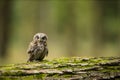 Small scops owl on a branch in autumnal forest Royalty Free Stock Photo