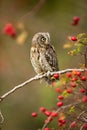 Small scops owl on a branch in autumnal forest Royalty Free Stock Photo