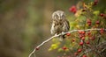 Small scops owl on a branch in autumnal forest Royalty Free Stock Photo