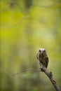 Small scops owl on a branch in autumnal forest Royalty Free Stock Photo