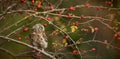 Small scops owl on a branch in autumnal forest Royalty Free Stock Photo