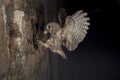 Eurasian Scops Owl, small owl, flying and hunting, with an insect grasshopper in the beak