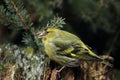 Eurasian siskin