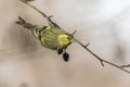 Eurasian siskin Carduelis spinus