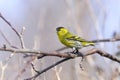 Eurasian siskin, carduelis spinus