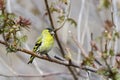 Eurasian siskin, carduelis spinus Royalty Free Stock Photo