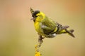 Eurasian Siskin, Carduelis spinus, sitting on the branch with yellow lichen, clear background Royalty Free Stock Photo