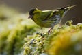 Eurasian Siskin, Carduelis spinus, song bird sitting on the branch with yellow lichen, clear background, beautiful sun light, Germ Royalty Free Stock Photo