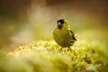 Eurasian Siskin, Carduelis spinus, song bird sitting on the branch with yellow lichen, clear background, beautiful sun light, Germ Royalty Free Stock Photo