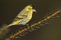 Eurasian siskin perched on a branch, Vosges, France