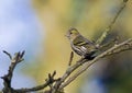 Eurasian Siskin, Sijs, Carduelis spinus Royalty Free Stock Photo
