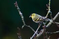 Eurasian Siskin, Sijs, Carduelis spinus Royalty Free Stock Photo