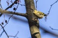 Eurasian siskin Carduelis spinus