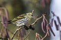 Eurasian siskin Carduelis spinus