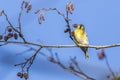 Eurasian siskin Carduelis spinus