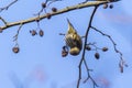 Eurasian siskin Carduelis spinus