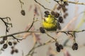 Eurasian siskin Carduelis spinus