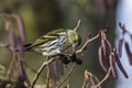 Eurasian siskin Carduelis spinus