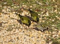 Eurasian siskin (Spinus spinus) birds in Romania