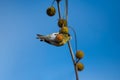 Eurasian Siskin (Spinus spinus) feeding on the seeds of the Chenar tree Royalty Free Stock Photo