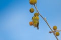 Eurasian Siskin (Spinus spinus) feeding on the seeds of the Chenar tree Royalty Free Stock Photo