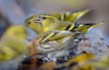 Eurasian Siskin looking through bunch of friends while drinking on water pond Royalty Free Stock Photo