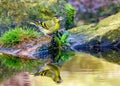 Eurasian Siskin - Spinus spinus, male bird having a drink.