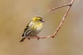 Eurasian Siskin - Spinus spinus, perched on a twig.