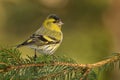 Eurasian Siskin - Spinus spinus sitting - male on the branch, small passerine bird in the finch family Fringillidae. It is also