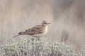 Eurasian Skylark, Alauda arvensis, in a beautiful light environment