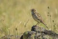 Eurasian Skylark - Alauda arvensis Royalty Free Stock Photo