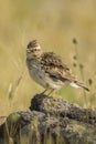 Eurasian Skylark - Alauda arvensis Royalty Free Stock Photo