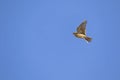 The Eurasian skylark, Alauda arvensis in flight