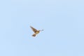 Eurasian skylark Alauda arvensis in flight