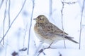 Eurasian skylark, Alauda arvensis, foraging in snow, beautiful cold Winter setting