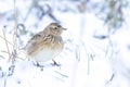 Eurasian skylark, Alauda arvensis, foraging in snow, beautiful cold Winter setting